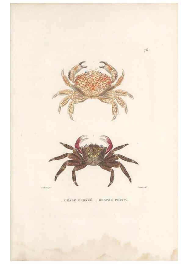 Reproducción/Reproduction 49813675068: Voyage autour du monde, entrepris par ordre du roi.. Paris,Chez Pillet aîné,1824-1844.. 