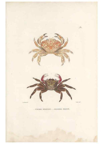 Reproducción/Reproduction 49813675068: Voyage autour du monde, entrepris par ordre du roi.. Paris,Chez Pillet aîné,1824-1844.. 