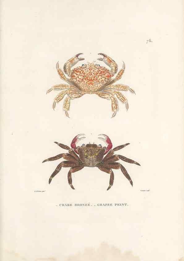 Reproducción/Reproduction 49813675068: Voyage autour du monde, entrepris par ordre du roi.. Paris,Chez Pillet aîné,1824-1844.. 