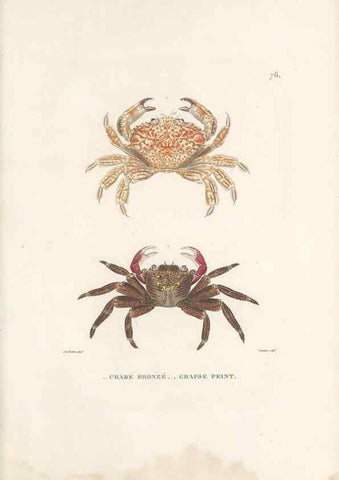 Reproducción/Reproduction 49813675068: Voyage autour du monde, entrepris par ordre du roi.. Paris,Chez Pillet aîné,1824-1844.. 