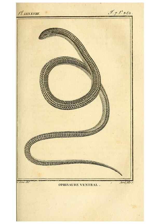 Reproducción/Reproduction 49814522547: Histoire naturelle, générale et particulière, des reptiles. A Paris :De l'Imprimerie de F. Dufart,an X-XI [1802-1803]. 