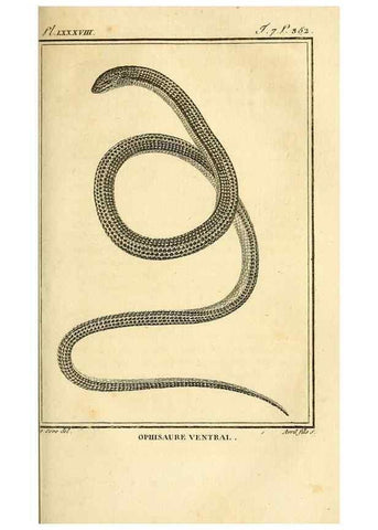 Reproducción/Reproduction 49814522547: Histoire naturelle, générale et particulière, des reptiles. A Paris :De l'Imprimerie de F. Dufart,an X-XI [1802-1803]. 