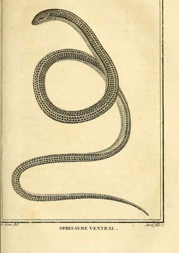 Reproducción/Reproduction 49814522547: Histoire naturelle, générale et particulière, des reptiles. A Paris :De l'Imprimerie de F. Dufart,an X-XI [1802-1803]. 