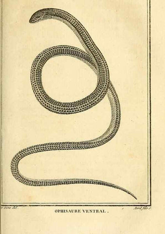 Reproducción/Reproduction 49814522547: Histoire naturelle, générale et particulière, des reptiles. A Paris :De l'Imprimerie de F. Dufart,an X-XI [1802-1803]. 