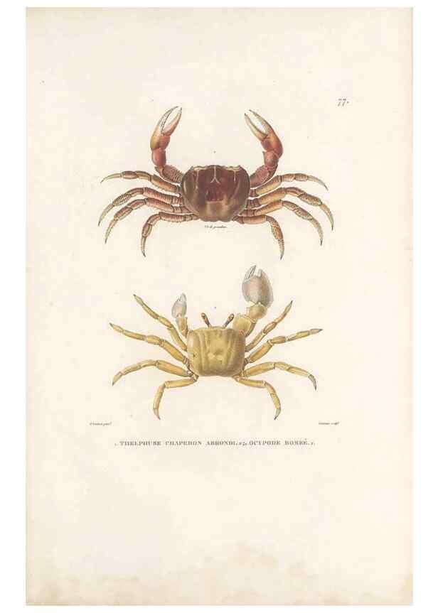 Reproducción/Reproduction 49814522747: Voyage autour du monde, entrepris par ordre du roi.. Paris,Chez Pillet aîné,1824-1844.. 
