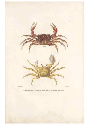 Reproducción/Reproduction 49814522747: Voyage autour du monde, entrepris par ordre du roi.. Paris,Chez Pillet aîné,1824-1844.. 