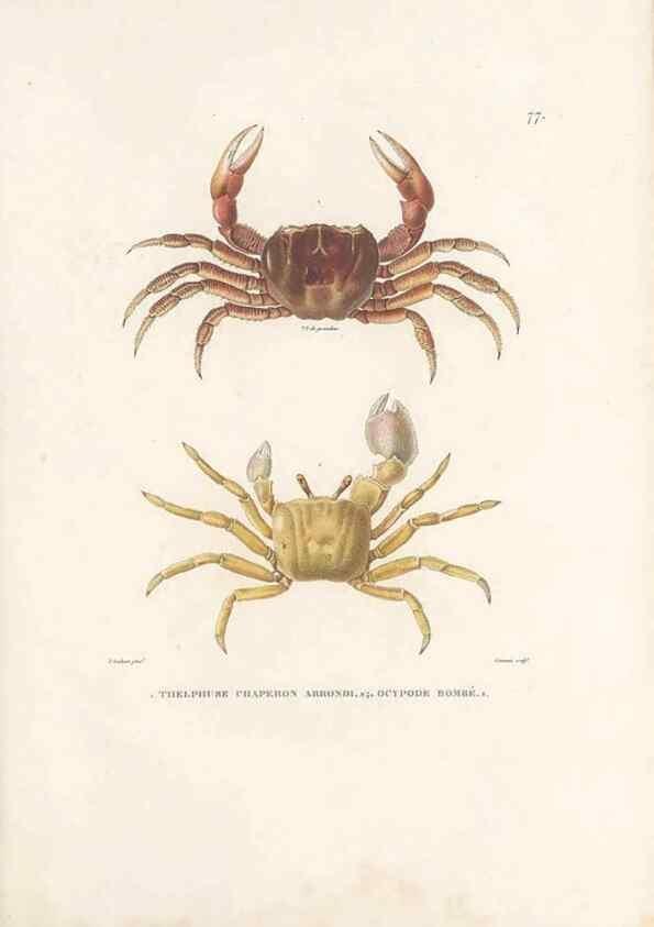 Reproducción/Reproduction 49814522747: Voyage autour du monde, entrepris par ordre du roi.. Paris,Chez Pillet aîné,1824-1844.. 