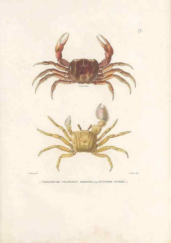 Reproducción/Reproduction 49814522747: Voyage autour du monde, entrepris par ordre du roi.. Paris,Chez Pillet aîné,1824-1844.. 