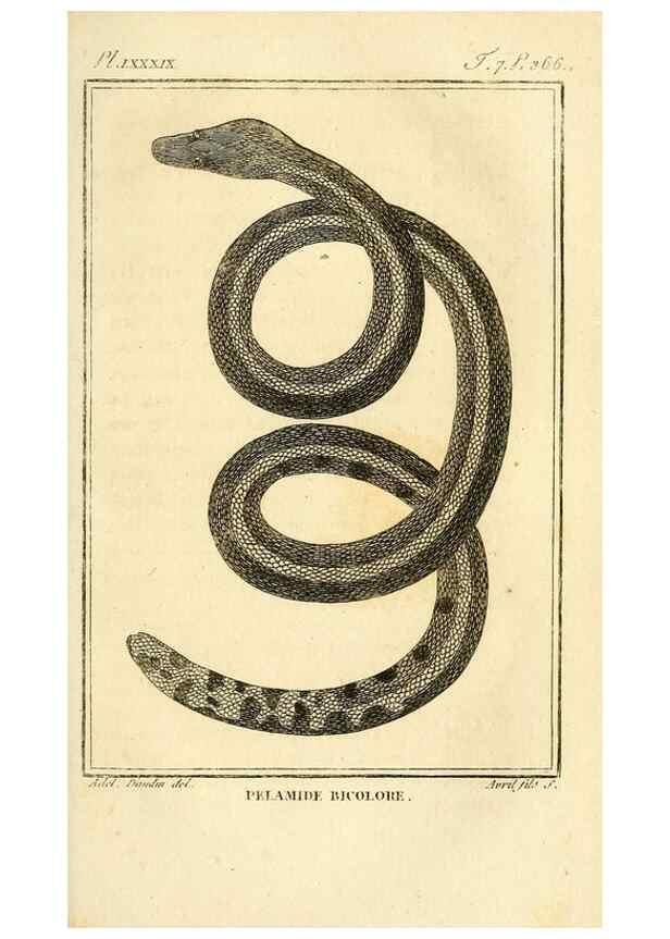 Reproducción/Reproduction 49814213221: Histoire naturelle, générale et particulière, des reptiles. A Paris :De l'Imprimerie de F. Dufart,an X-XI [1802-1803]. 