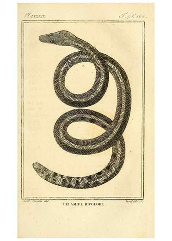 Reproducción/Reproduction 49814213221: Histoire naturelle, générale et particulière, des reptiles. A Paris :De l'Imprimerie de F. Dufart,an X-XI [1802-1803]. 