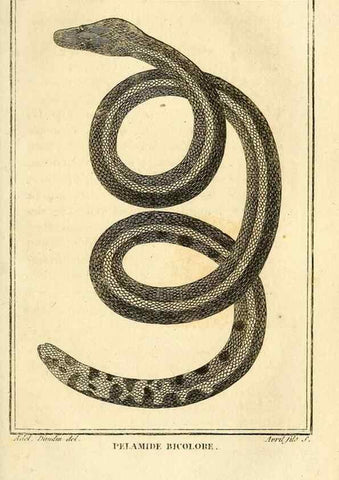 Reproducción/Reproduction 49814213221: Histoire naturelle, générale et particulière, des reptiles. A Paris :De l'Imprimerie de F. Dufart,an X-XI [1802-1803]. 