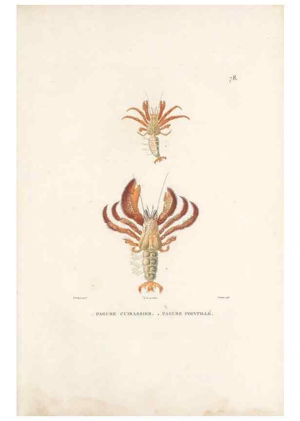 Reproducción/Reproduction 49813675543: Voyage autour du monde, entrepris par ordre du roi.. Paris,Chez Pillet aîné,1824-1844.. 