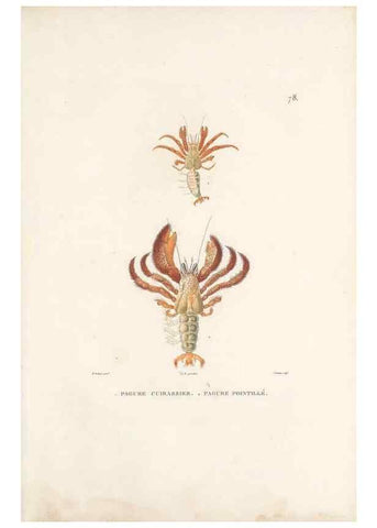 Reproducción/Reproduction 49813675543: Voyage autour du monde, entrepris par ordre du roi.. Paris,Chez Pillet aîné,1824-1844.. 