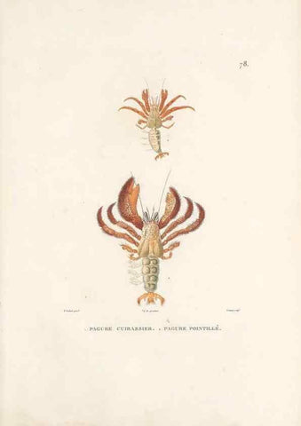 Reproducción/Reproduction 49813675543: Voyage autour du monde, entrepris par ordre du roi.. Paris,Chez Pillet aîné,1824-1844.. 