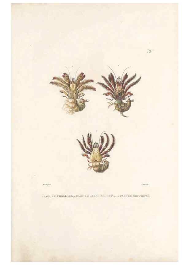 Reproducción/Reproduction 49814213561: Voyage autour du monde, entrepris par ordre du roi.. Paris,Chez Pillet aîné,1824-1844.. 