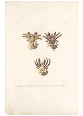 Reproducción/Reproduction 49814213561: Voyage autour du monde, entrepris par ordre du roi.. Paris,Chez Pillet aîné,1824-1844.. 