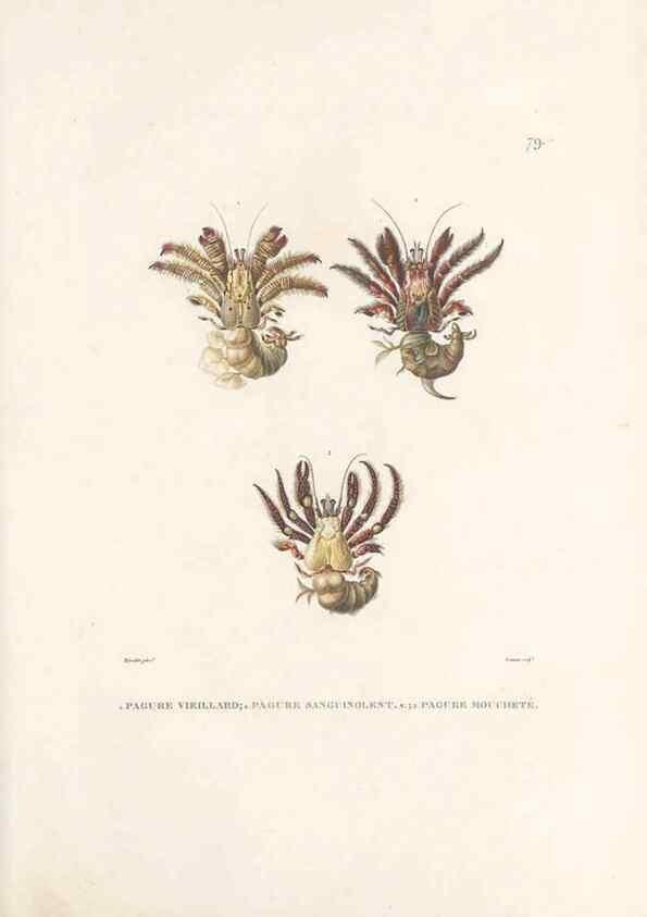 Reproducción/Reproduction 49814213561: Voyage autour du monde, entrepris par ordre du roi.. Paris,Chez Pillet aîné,1824-1844.. 