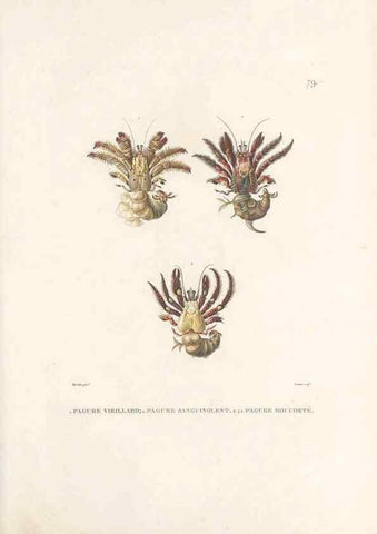 Reproducción/Reproduction 49814213561: Voyage autour du monde, entrepris par ordre du roi.. Paris,Chez Pillet aîné,1824-1844.. 