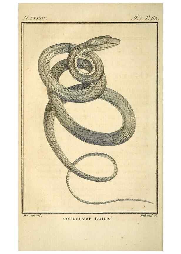 Reproducción/Reproduction 49813673553: Histoire naturelle, générale et particulière, des reptiles. A Paris :De l'Imprimerie de F. Dufart,an X-XI [1802-1803]. 