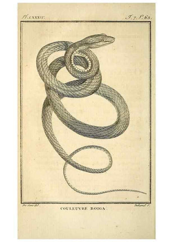 Reproducción/Reproduction 49813673553: Histoire naturelle, générale et particulière, des reptiles. A Paris :De l'Imprimerie de F. Dufart,an X-XI [1802-1803]. 