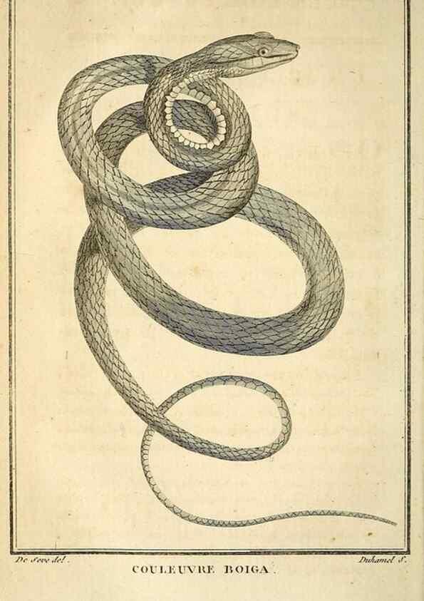 Reproducción/Reproduction 49813673553: Histoire naturelle, générale et particulière, des reptiles. A Paris :De l'Imprimerie de F. Dufart,an X-XI [1802-1803]. 