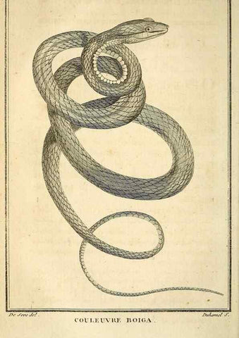 Reproducción/Reproduction 49813673553: Histoire naturelle, générale et particulière, des reptiles. A Paris :De l'Imprimerie de F. Dufart,an X-XI [1802-1803]. 