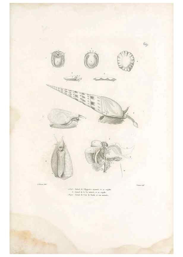 Reproducción/Reproduction 49813673533: Voyage autour du monde, entrepris par ordre du roi.. Paris,Chez Pillet aîné,1824-1844.. 