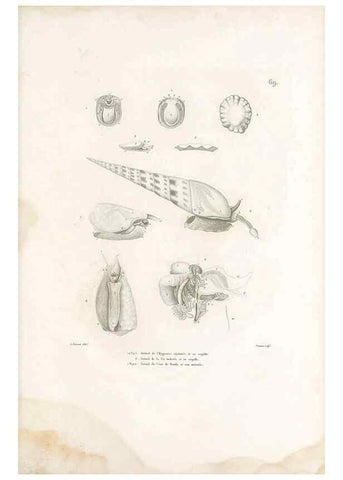 Reproducción/Reproduction 49813673533: Voyage autour du monde, entrepris par ordre du roi.. Paris,Chez Pillet aîné,1824-1844.. 