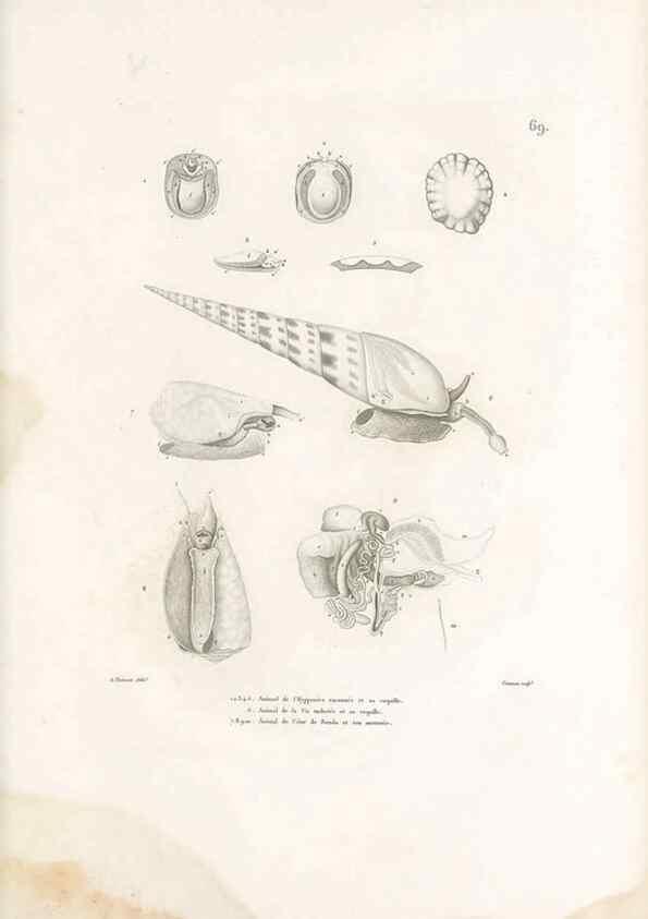 Reproducción/Reproduction 49813673533: Voyage autour du monde, entrepris par ordre du roi.. Paris,Chez Pillet aîné,1824-1844.. 