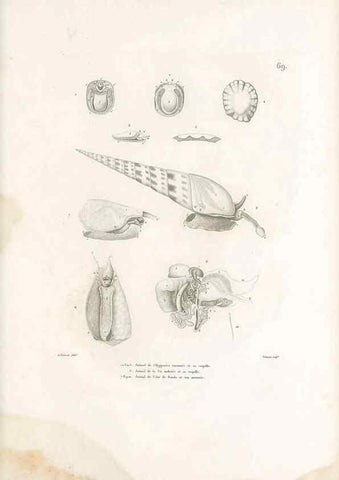 Reproducción/Reproduction 49813673533: Voyage autour du monde, entrepris par ordre du roi.. Paris,Chez Pillet aîné,1824-1844.. 