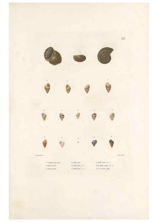 Reproducción/Reproduction 49814520587: Voyage autour du monde, entrepris par ordre du roi.. Paris,Chez Pillet aîné,1824-1844.. 