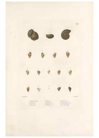 Reproducción/Reproduction 49814520587: Voyage autour du monde, entrepris par ordre du roi.. Paris,Chez Pillet aîné,1824-1844.. 