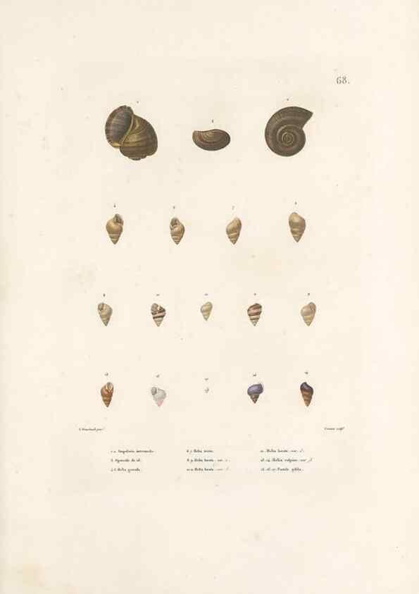 Reproducción/Reproduction 49814520587: Voyage autour du monde, entrepris par ordre du roi.. Paris,Chez Pillet aîné,1824-1844.. 