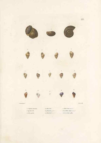 Reproducción/Reproduction 49814520587: Voyage autour du monde, entrepris par ordre du roi.. Paris,Chez Pillet aîné,1824-1844.. 
