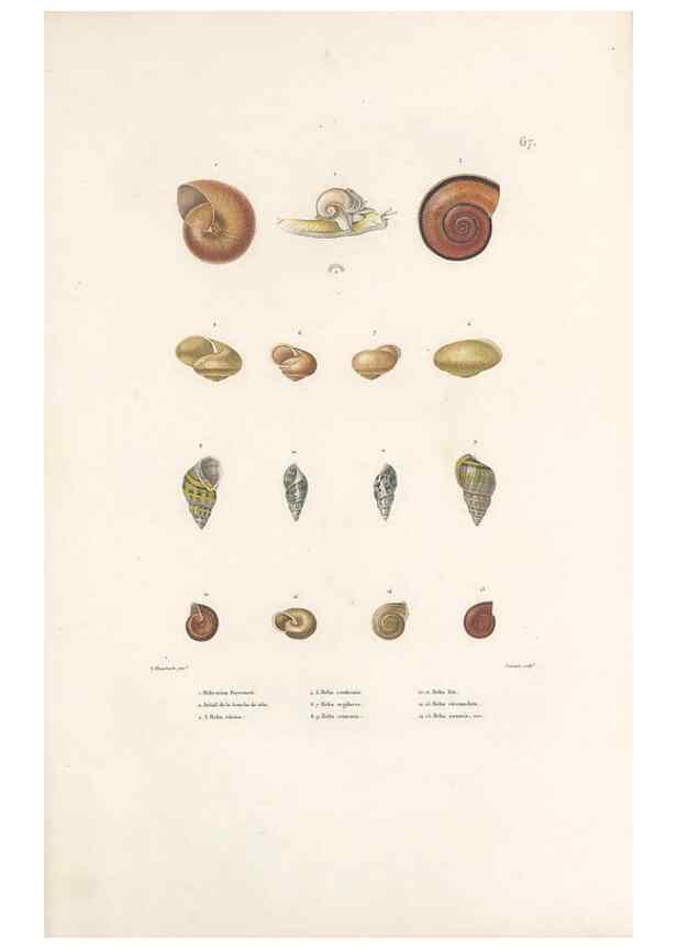 Reproducción/Reproduction 49814520397: Voyage autour du monde, entrepris par ordre du roi.. Paris,Chez Pillet aîné,1824-1844.. 