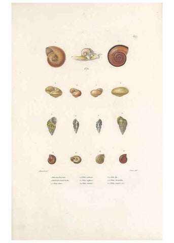 Reproducción/Reproduction 49814520397: Voyage autour du monde, entrepris par ordre du roi.. Paris,Chez Pillet aîné,1824-1844.. 