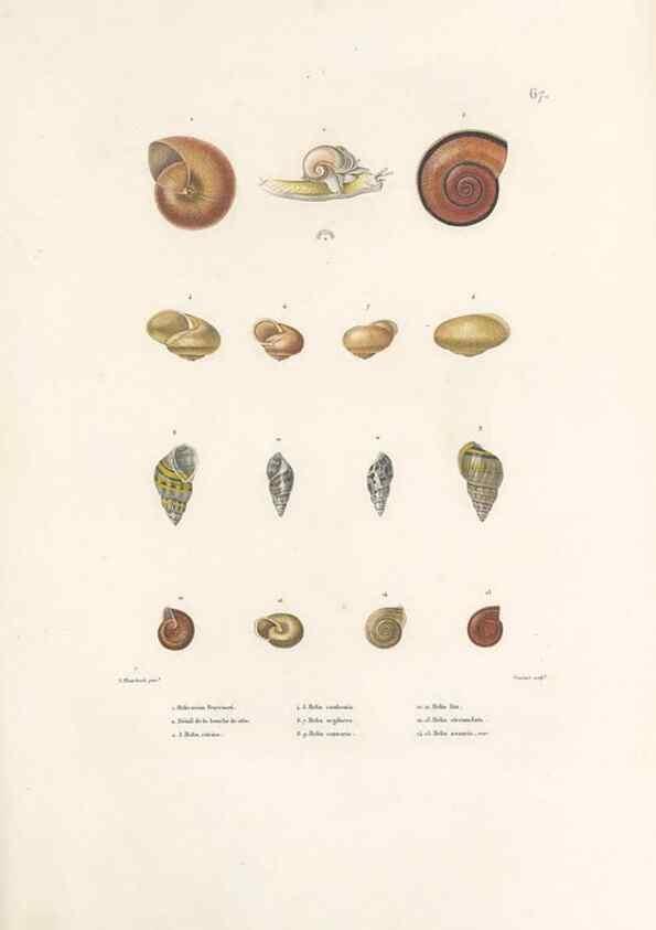 Reproducción/Reproduction 49814520397: Voyage autour du monde, entrepris par ordre du roi.. Paris,Chez Pillet aîné,1824-1844.. 