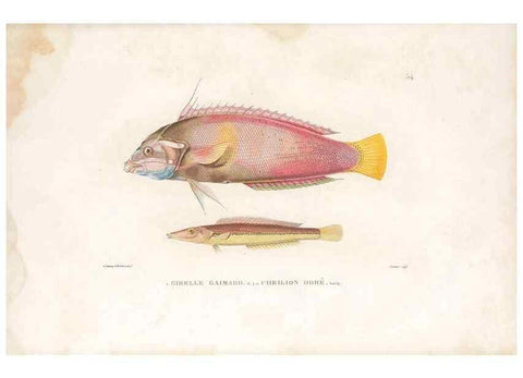 Reproducción/Reproduction 49813669858: Voyage autour du monde, entrepris par ordre du roi.. Paris,Chez Pillet aîné,1824-1844.. 