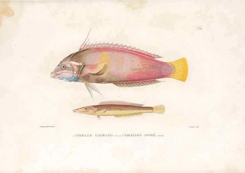 Reproducción/Reproduction 49813669858: Voyage autour du monde, entrepris par ordre du roi.. Paris,Chez Pillet aîné,1824-1844.. 