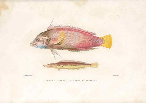 Reproducción/Reproduction 49813669858: Voyage autour du monde, entrepris par ordre du roi.. Paris,Chez Pillet aîné,1824-1844.. 
