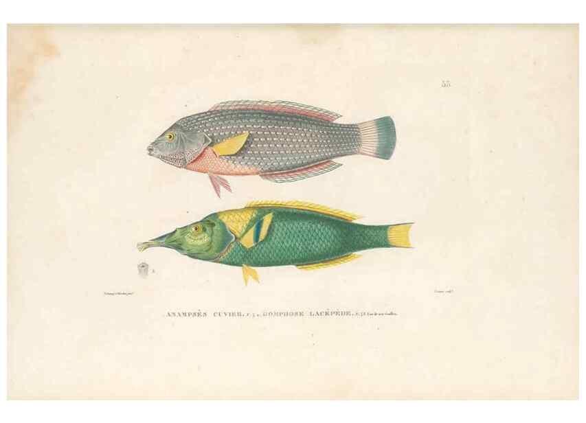 Reproducción/Reproduction 49813670148: Voyage autour du monde, entrepris par ordre du roi.. Paris,Chez Pillet aîné,1824-1844.. 