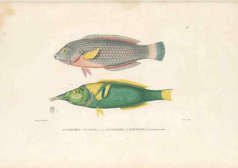 Reproducción/Reproduction 49813670148: Voyage autour du monde, entrepris par ordre du roi.. Paris,Chez Pillet aîné,1824-1844.. 