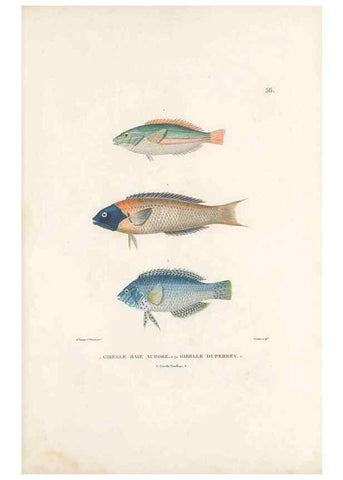 Reproducción/Reproduction 49814208141: Voyage autour du monde, entrepris par ordre du roi.. Paris,Chez Pillet aîné,1824-1844.. 