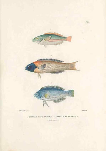 Reproducción/Reproduction 49814208141: Voyage autour du monde, entrepris par ordre du roi.. Paris,Chez Pillet aîné,1824-1844.. 