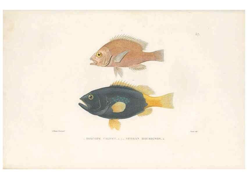 Reproducción/Reproduction 49813670698: Voyage autour du monde, entrepris par ordre du roi.. Paris,Chez Pillet aîné,1824-1844.. 