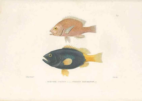 Reproducción/Reproduction 49813670698: Voyage autour du monde, entrepris par ordre du roi.. Paris,Chez Pillet aîné,1824-1844.. 