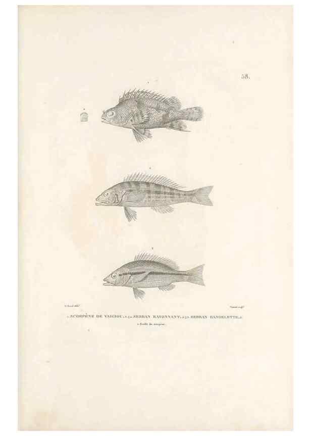 Reproducción/Reproduction 49814208591: Voyage autour du monde, entrepris par ordre du roi.. Paris,Chez Pillet aîné,1824-1844.. 