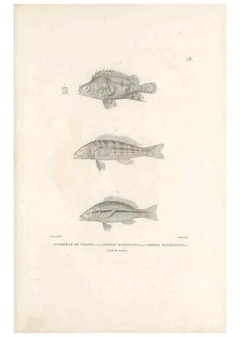 Reproducción/Reproduction 49814208591: Voyage autour du monde, entrepris par ordre du roi.. Paris,Chez Pillet aîné,1824-1844.. 