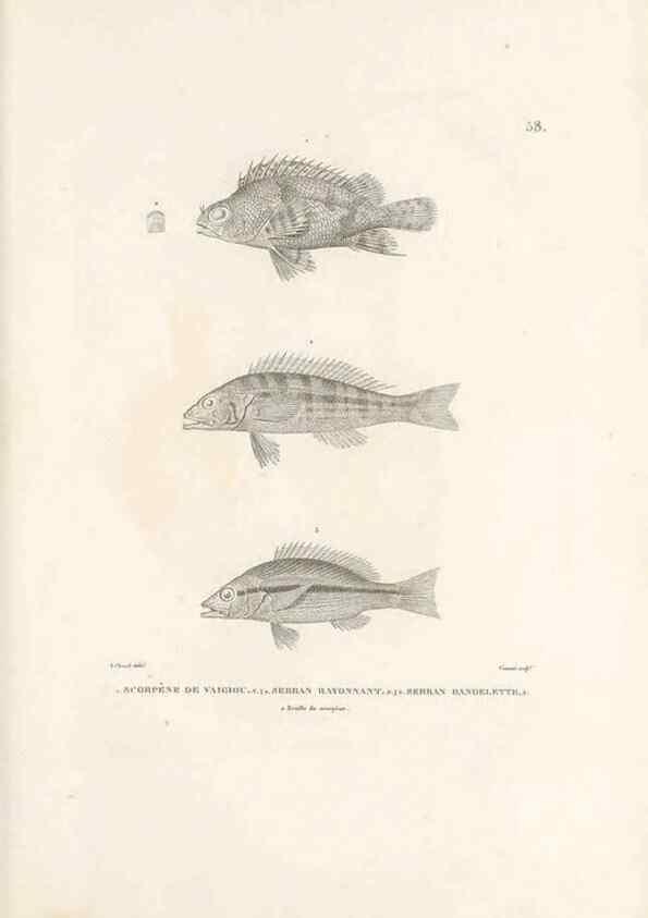 Reproducción/Reproduction 49814208591: Voyage autour du monde, entrepris par ordre du roi.. Paris,Chez Pillet aîné,1824-1844.. 
