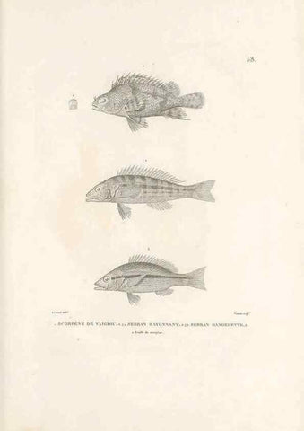 Reproducción/Reproduction 49814208591: Voyage autour du monde, entrepris par ordre du roi.. Paris,Chez Pillet aîné,1824-1844.. 